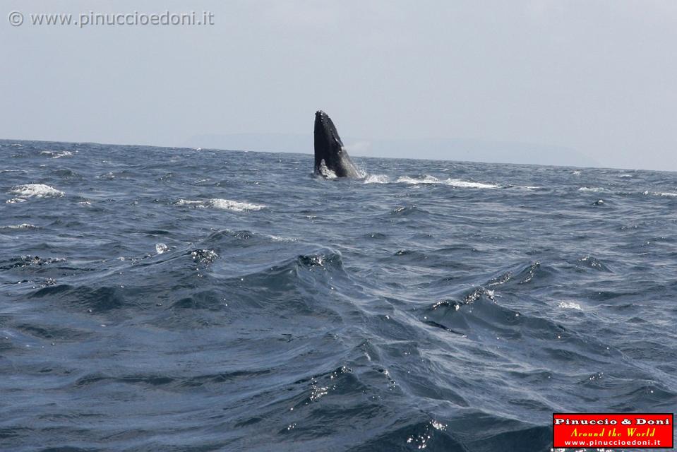 ECUADOR - Whale watching in Puerto Lopez - 07.jpg